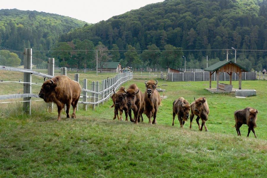 Pensiunea Margareta Sita Buzăului Exterior foto